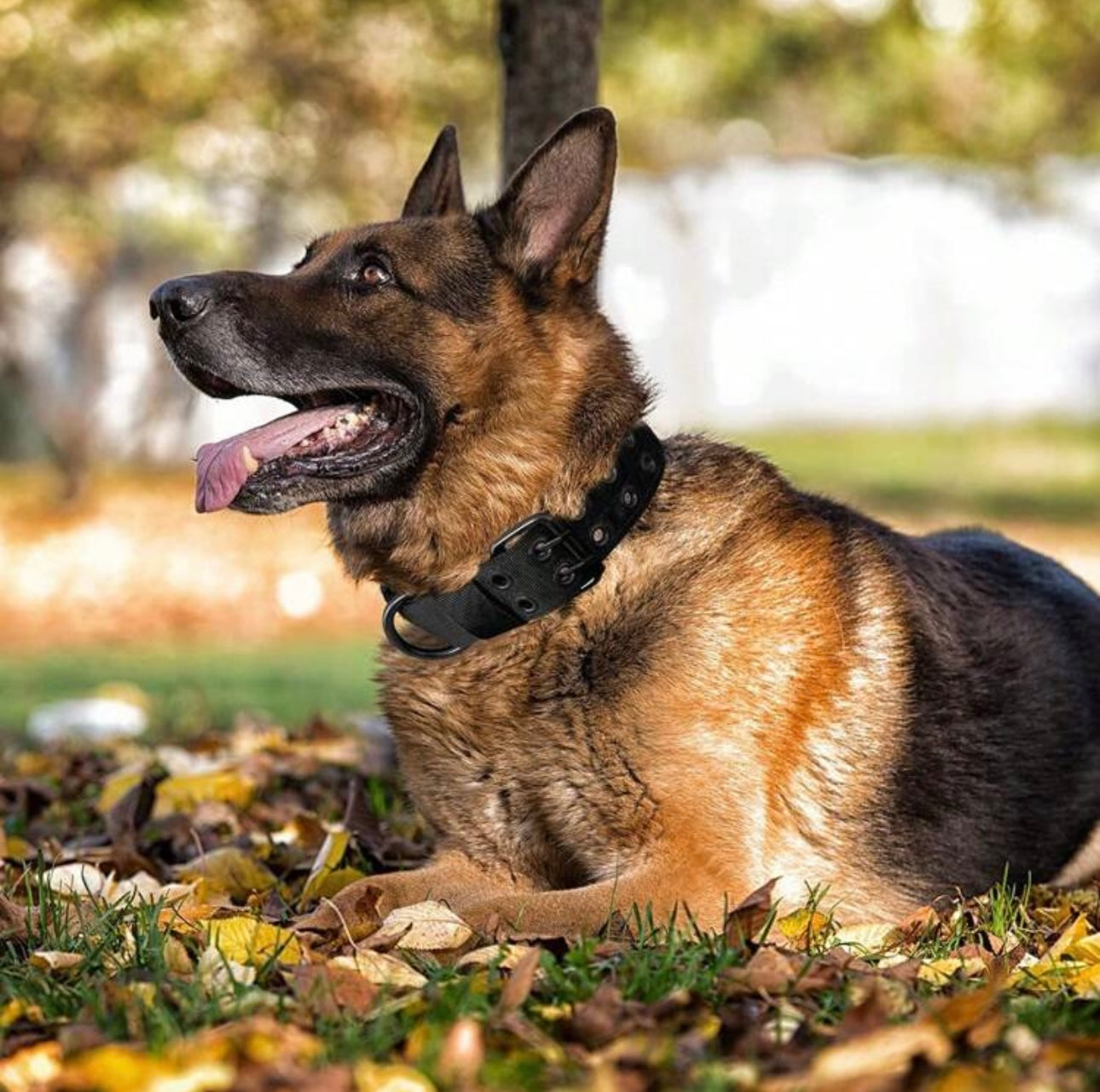 Adjustable Big Dog Collar
