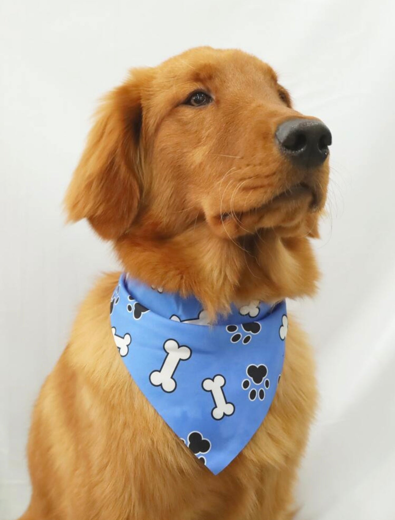 Blue Paw & Bone Bandana