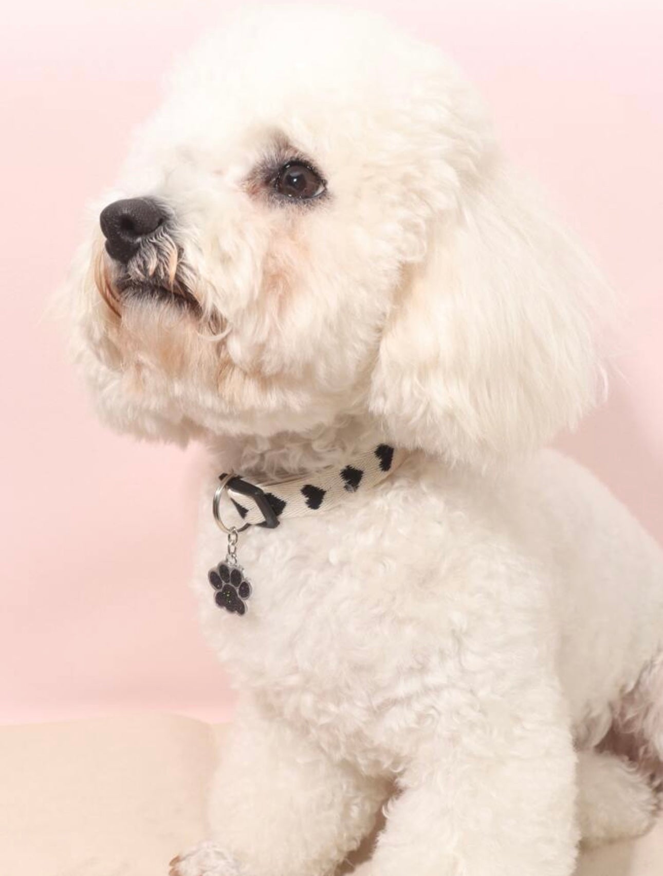 Glamour Black Hearts Collar