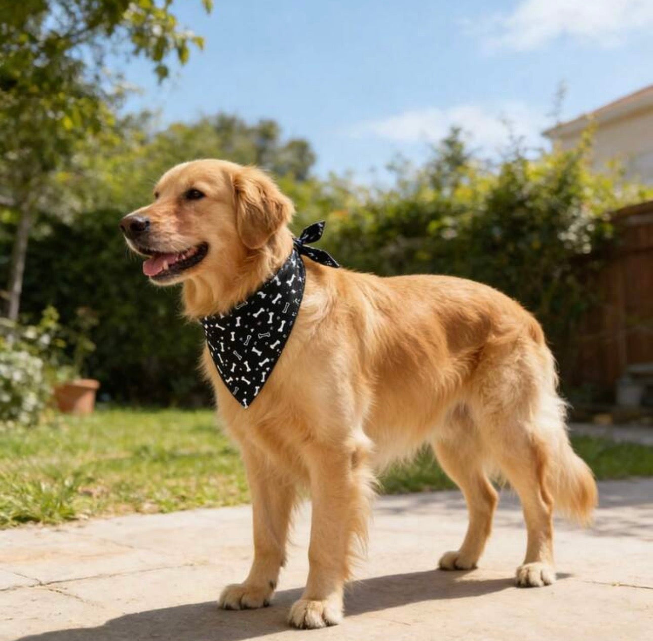 Colorful Bandanas