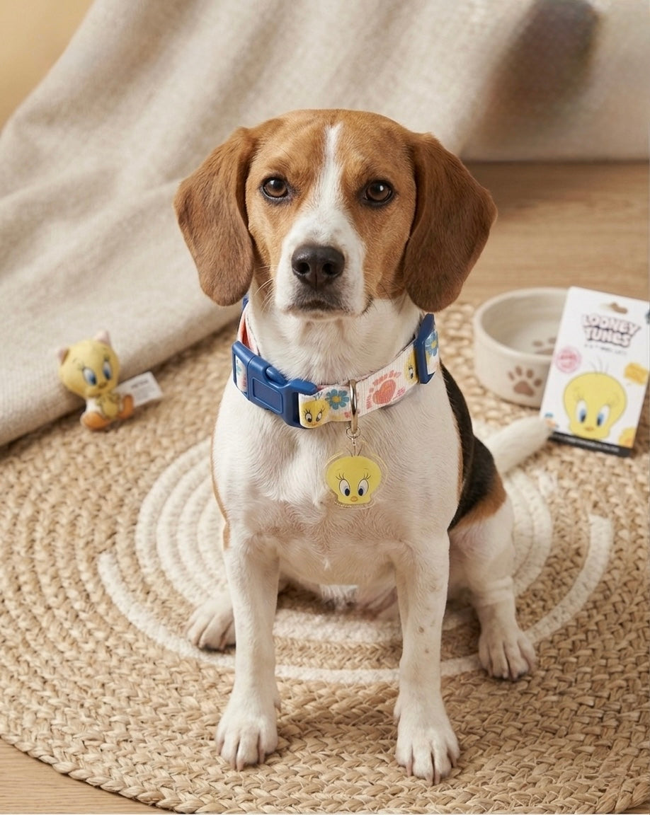 Tweety Pet Collar