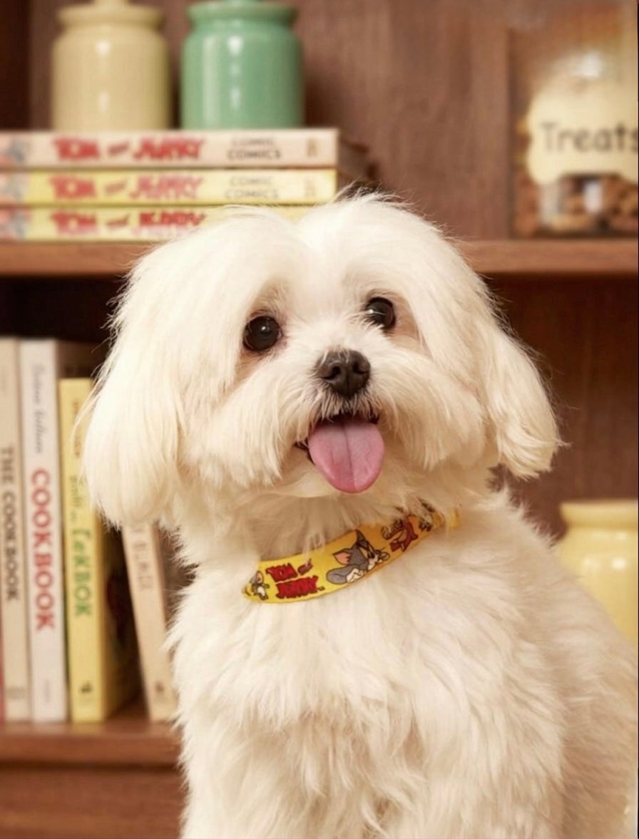 Tom and Jerry Thick Collar