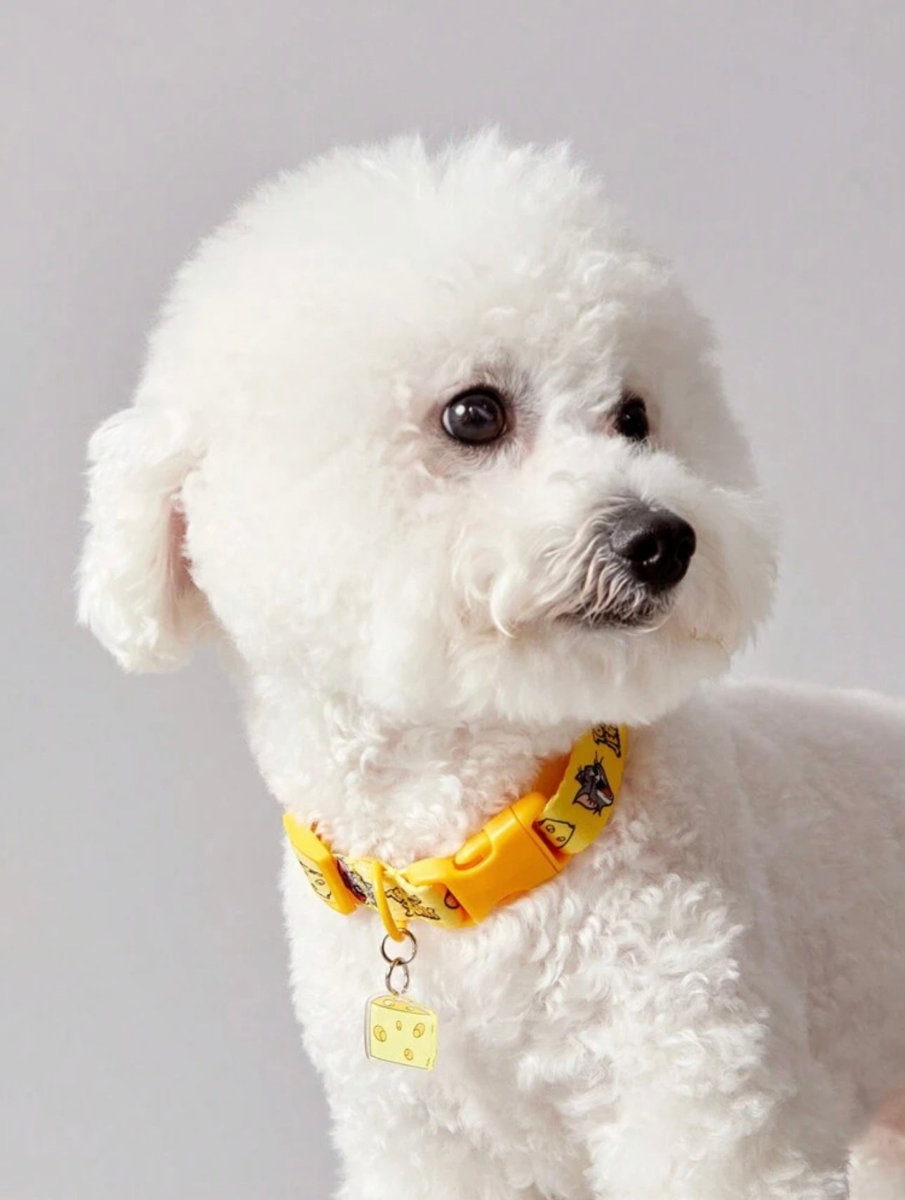 Tom & Jerry Collar